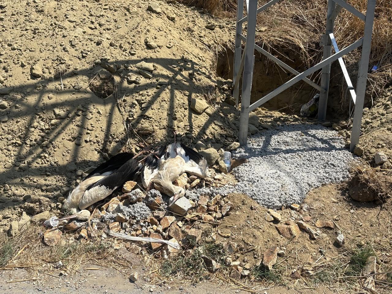Alipaşa’da Leylekler İçin Ölüm Tuzakları! Her Gün Aynı Manzara Yaşanıyor