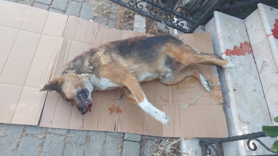 Hayvanseverleri Üzen Olay: Silivri’de Köpeğin Ölümüyle İlgili Başvuru