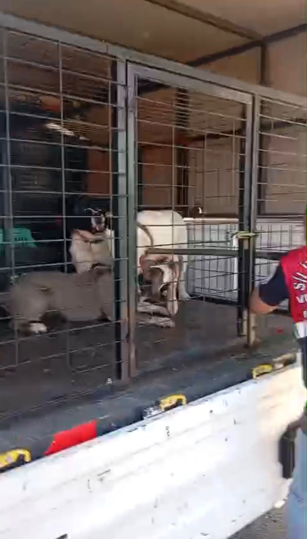 Silivri Belediyesi Barınağında Dehşet: Dört Köpek Aynı Kafeste Birbirine Saldırdı