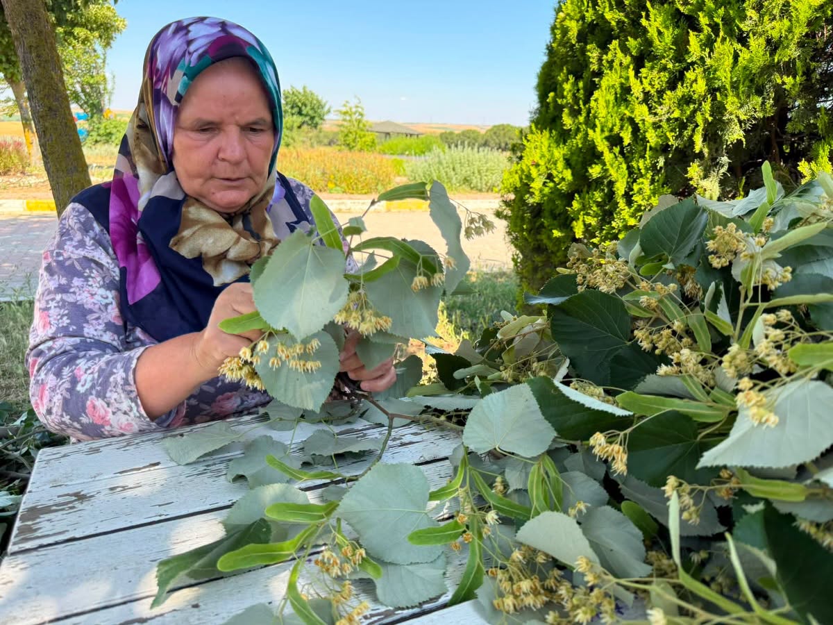 Silivri Belediyesi Tarımsal Üretim ve Araştırma Merkezi’nde Ihlamur Hasadı Başladı