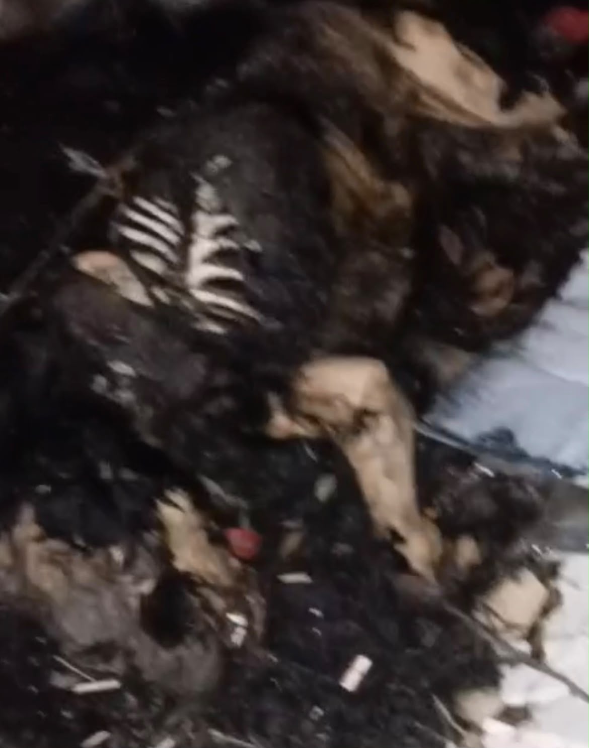 Silivri’de Şok İddia: Bir Köpeğin Yakıldığı Öne Sürüldü