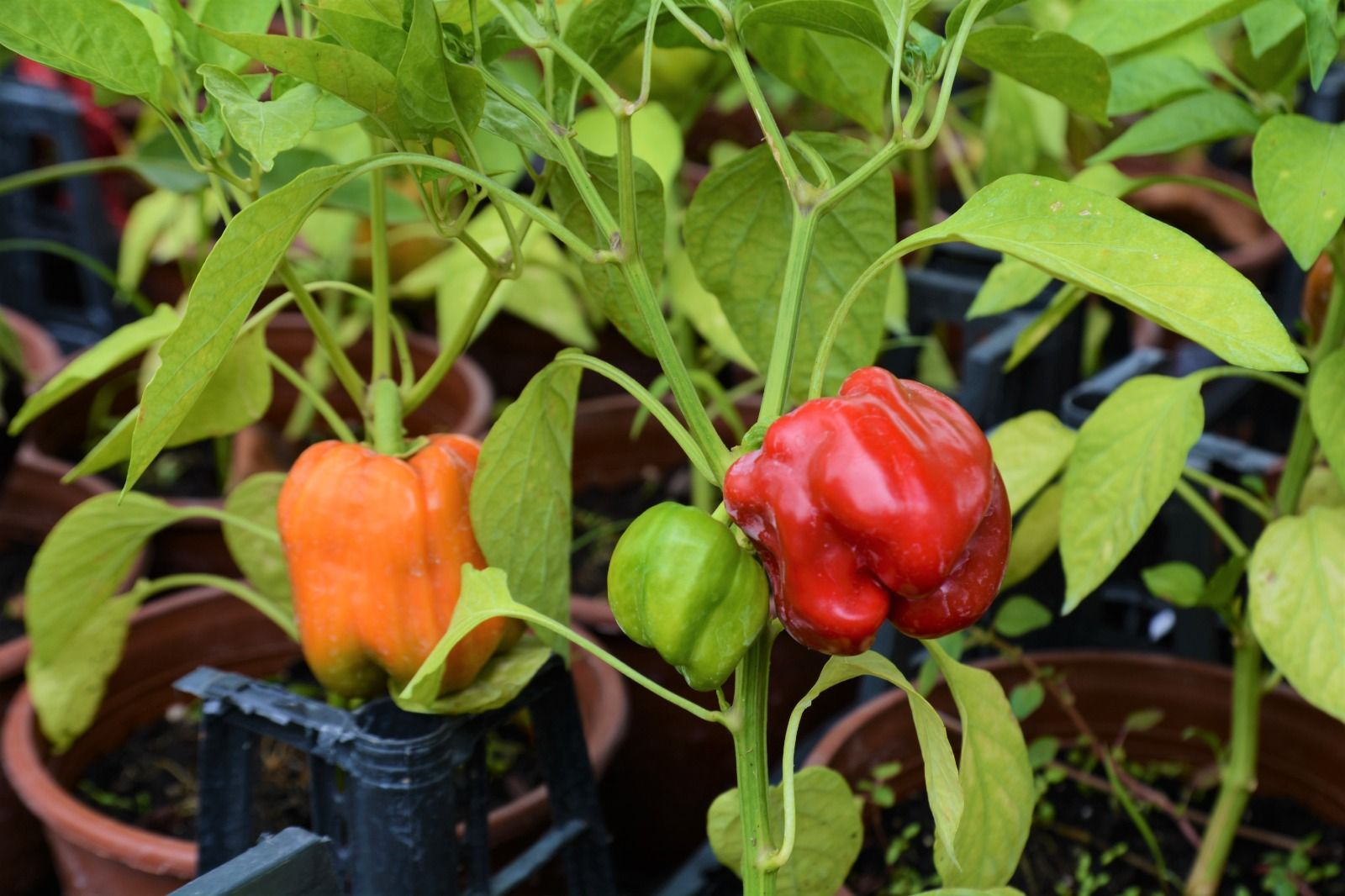 İstanbul’da Bahçe Marketlerde Sebze Fidesi Hareketliliği Başladı